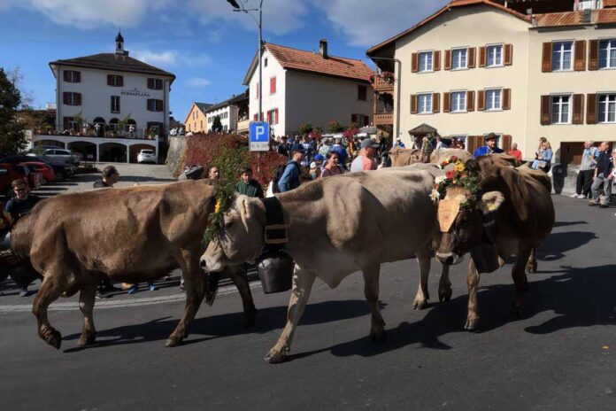 wheninswiss.ch - Switzerland Cow Parade 2023